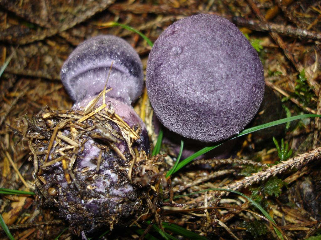 Cortinarius violaceus
